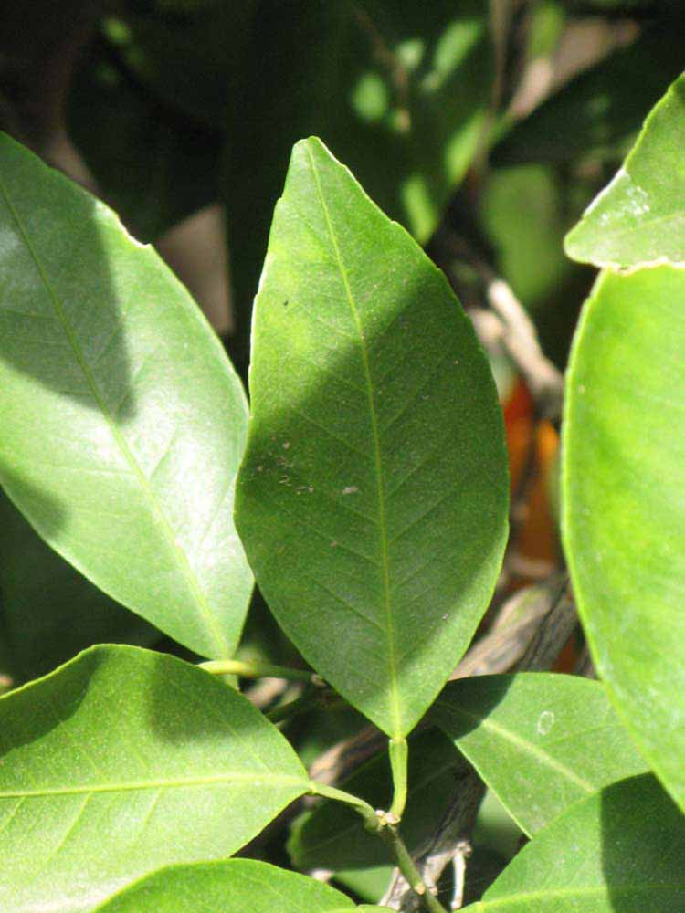              Unifoliolate leaf (Riverside, CA)       